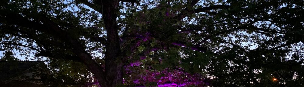 Our Silver Maple at night